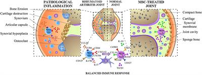 Mesenchymal Stem Cells Improve Rheumatoid Arthritis Progression by Controlling Memory T Cell Response